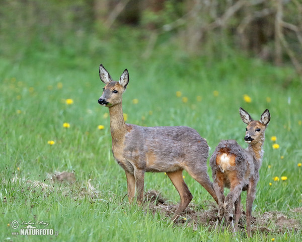 Srnec lesný (Capreolus capreolus)