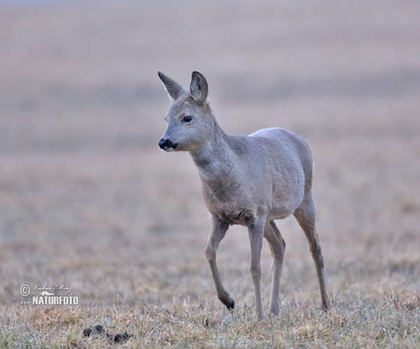 Srnec lesný (Capreolus capreolus)