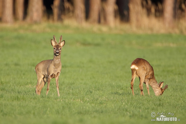 Srnec lesný (Capreolus capreolus)