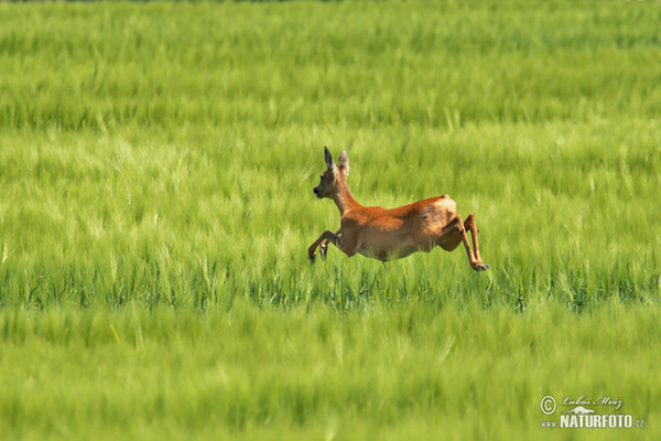 Srnec lesný (Capreolus capreolus)