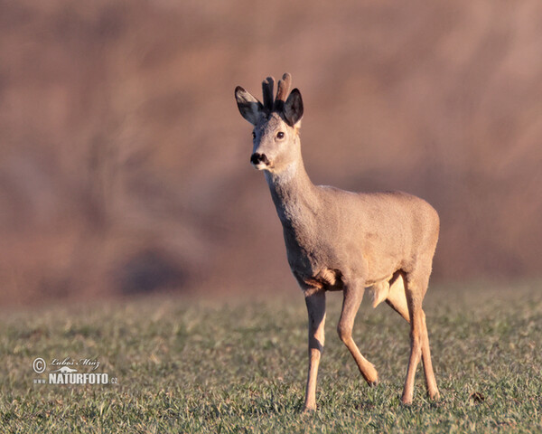 Srnec lesný (Capreolus capreolus)