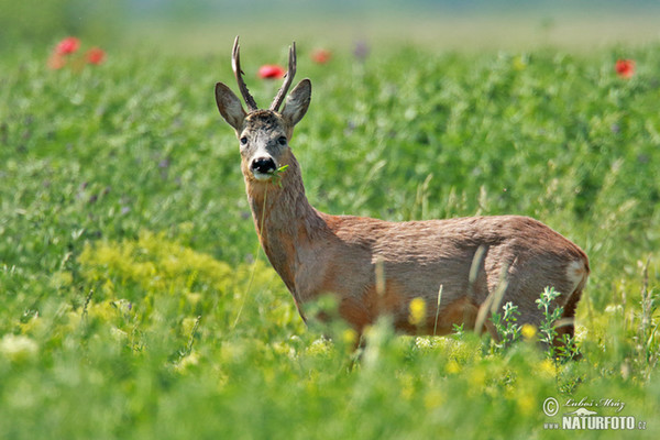 Srnec lesný (Capreolus capreolus)