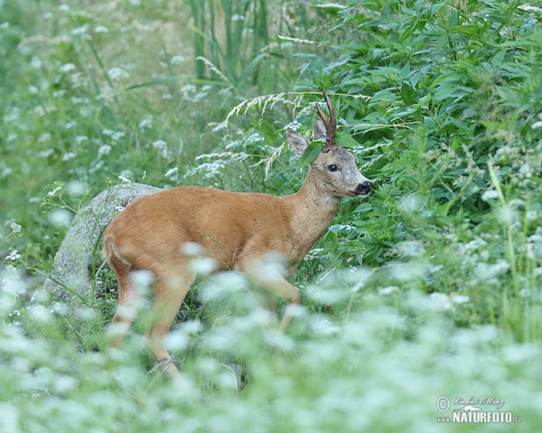 Srnec lesný (Capreolus capreolus)