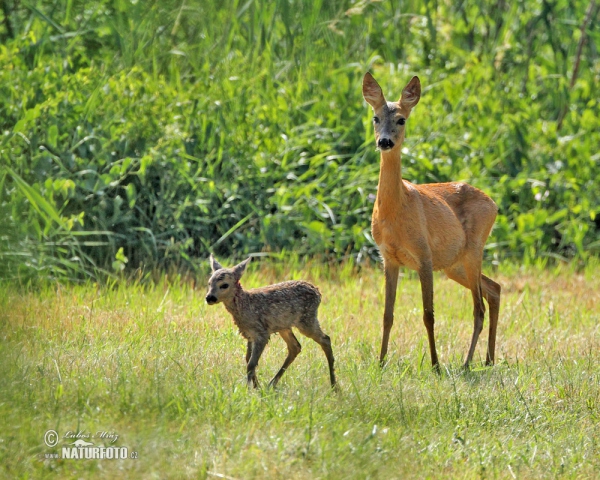 Srnec lesný (Capreolus capreolus)