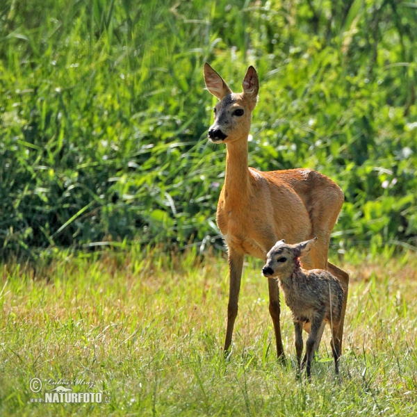 Srnec lesný (Capreolus capreolus)