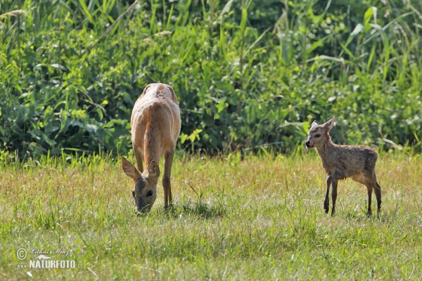 Srnec lesný (Capreolus capreolus)