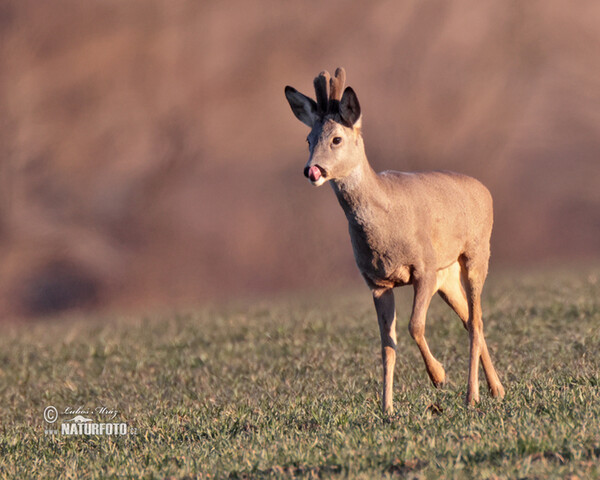 Srnec lesný (Capreolus capreolus)