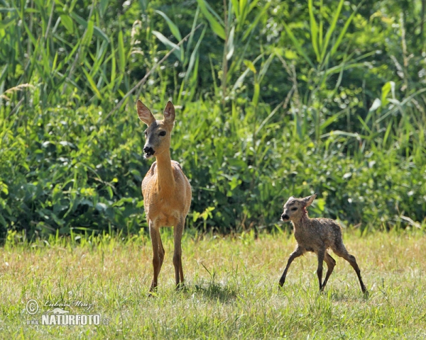 Srnec lesný (Capreolus capreolus)