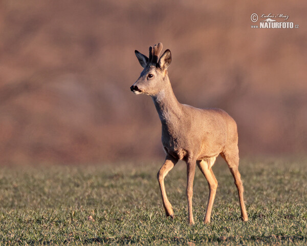 Srnec lesný (Capreolus capreolus)