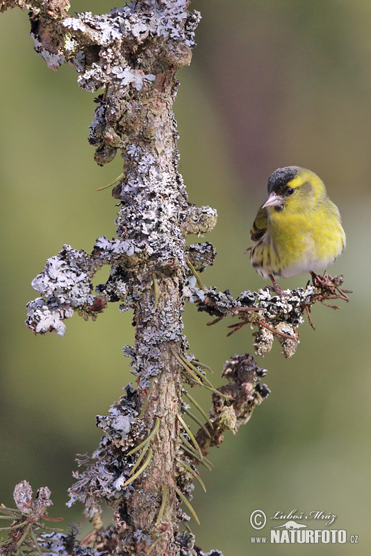 Stehlík čížavý (Carduelis spinus)