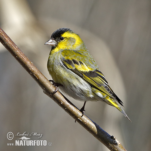 Stehlík čížavý (Carduelis spinus)