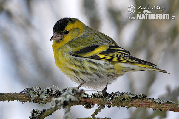 Stehlík čížavý (Carduelis spinus)