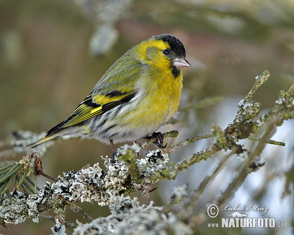 Stehlík čížavý (Carduelis spinus)