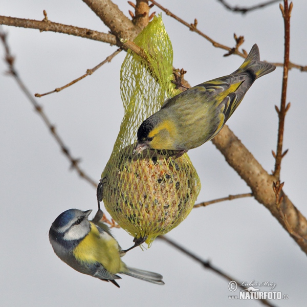 Stehlík čížavý (Carduelis spinus)