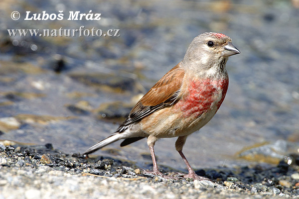 Stehlík konopiar (Carduelis cannabina)