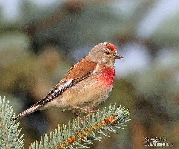 Stehlík konopiar (Carduelis cannabina)