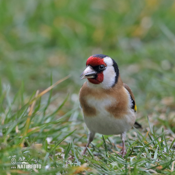 Stehlík obecný (Carduelis carduelis)