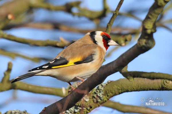 Stehlík obecný (Carduelis carduelis)