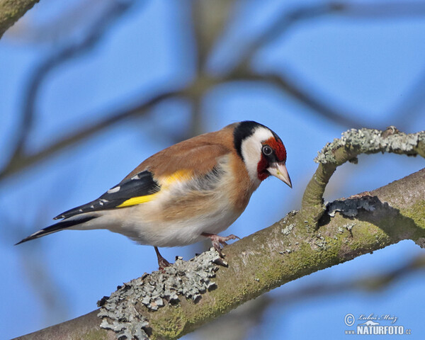 Stehlík obecný (Carduelis carduelis)