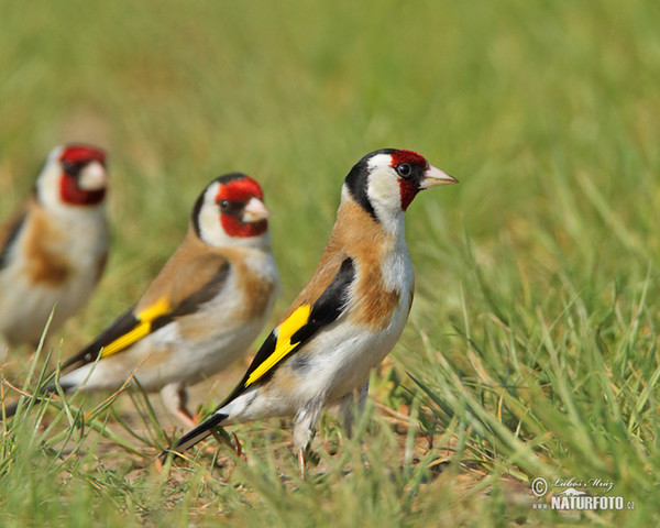 Stehlík obecný (Carduelis carduelis)