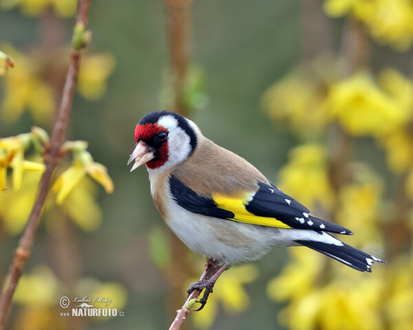 Stehlík obecný (Carduelis carduelis)