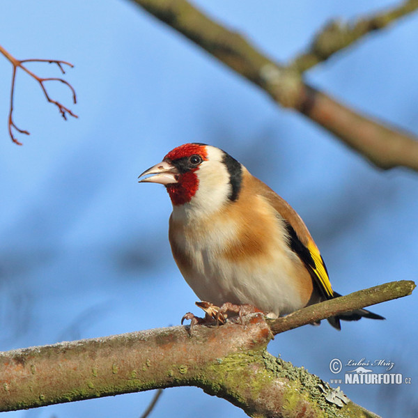 Stehlík obecný (Carduelis carduelis)