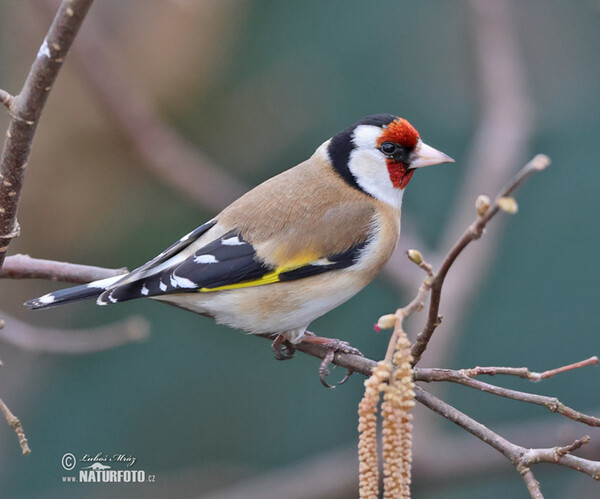 Stehlík obecný (Carduelis carduelis)