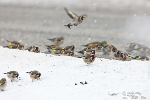 Stehlík obecný (Carduelis carduelis)