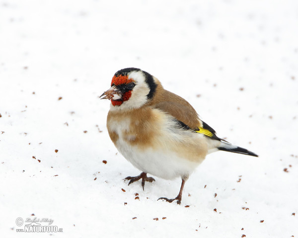 Stehlík obecný (Carduelis carduelis)