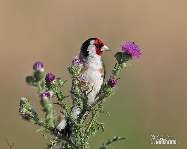 Stehlík obecný (Carduelis carduelis)