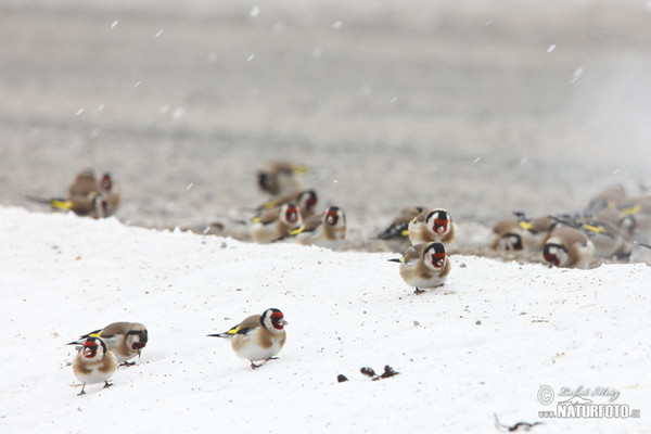 Stehlík obecný (Carduelis carduelis)