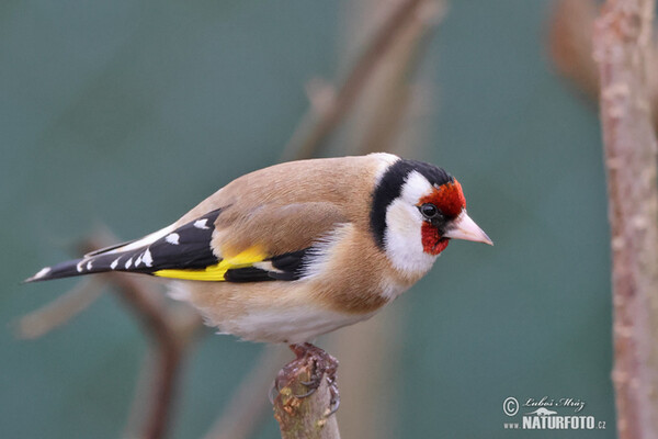 Stehlík obecný (Carduelis carduelis)