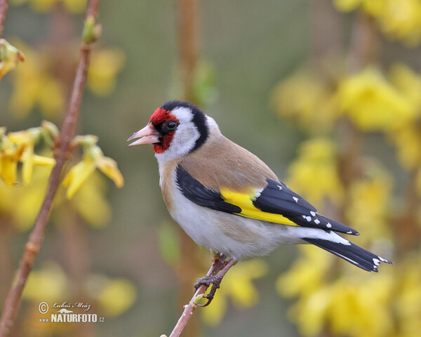 Stehlík obecný (Carduelis carduelis)