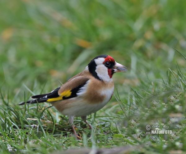 Stehlík obecný (Carduelis carduelis)