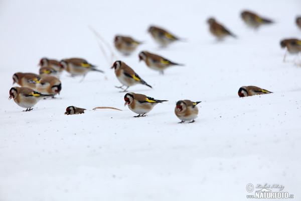 Stehlík obecný (Carduelis carduelis)