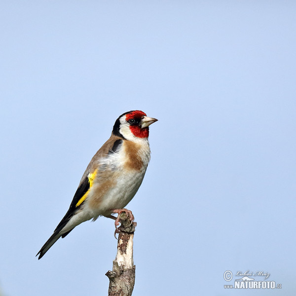 Stehlík obecný (Carduelis carduelis)