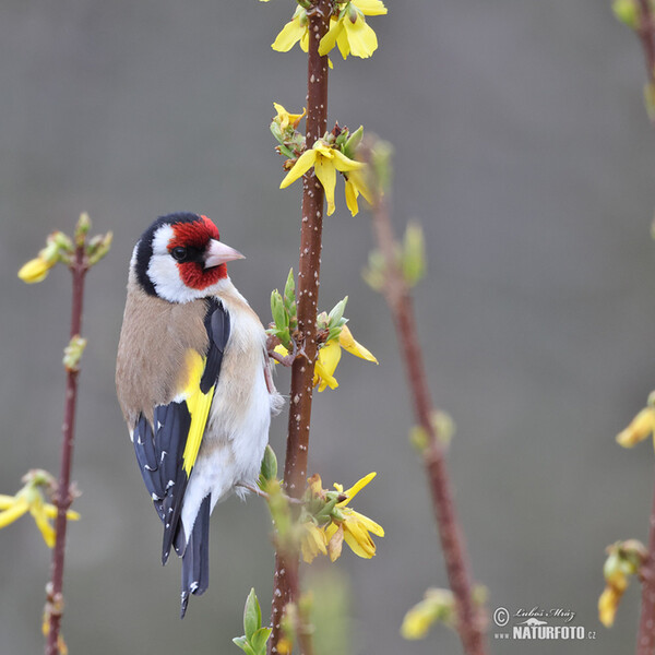 Stehlík obecný (Carduelis carduelis)