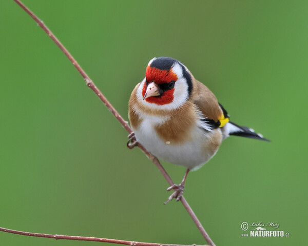 Stehlík obecný (Carduelis carduelis)