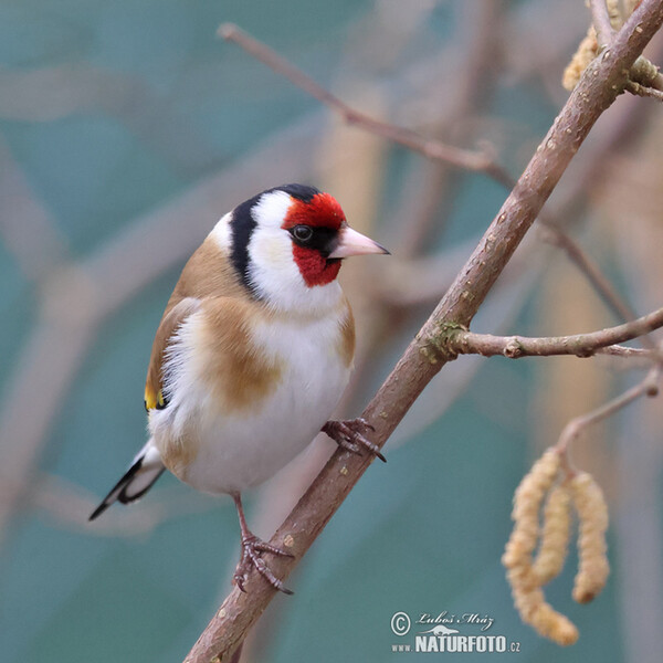 Stehlík obecný (Carduelis carduelis)