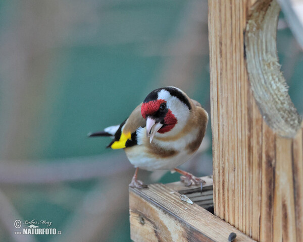 Stehlík obecný (Carduelis carduelis)