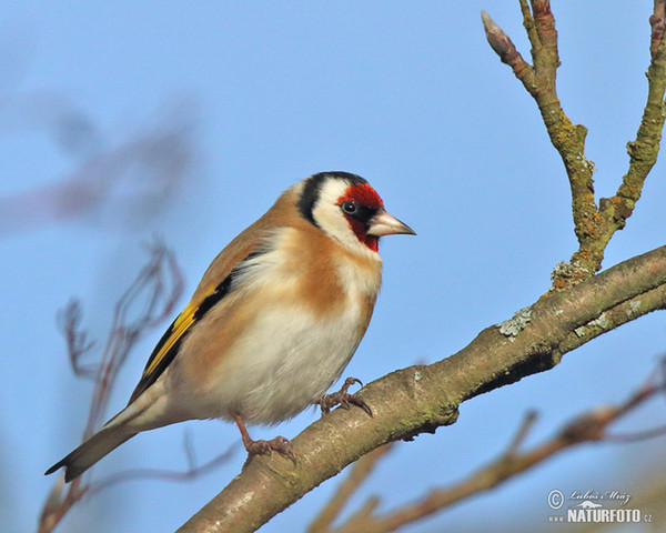 Stehlík obecný (Carduelis carduelis)