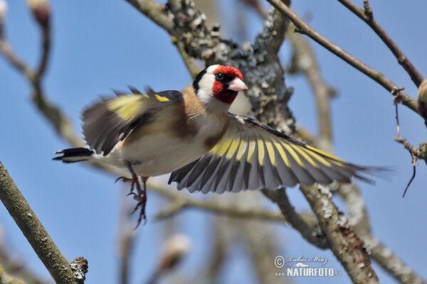 Stehlík obecný (Carduelis carduelis)