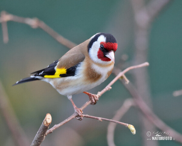 Stehlík obecný (Carduelis carduelis)