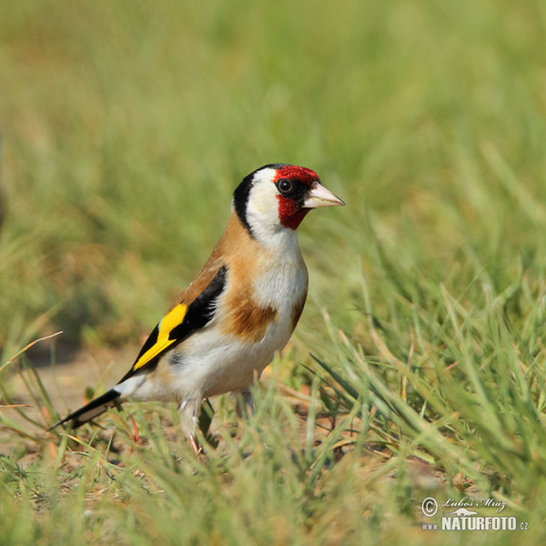 Stehlík obyčajný pestrý (Carduelis carduelis)