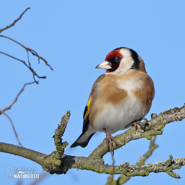 Stehlík obyčajný pestrý (Carduelis carduelis)