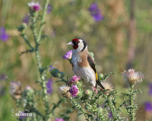 Stehlík obyčajný pestrý (Carduelis carduelis)