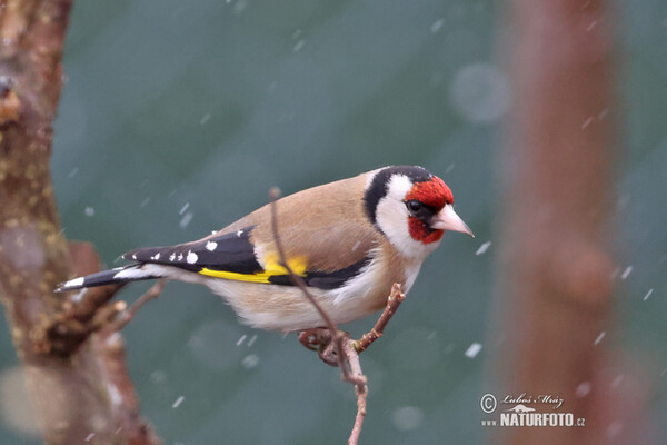 Stehlík obyčajný pestrý (Carduelis carduelis)