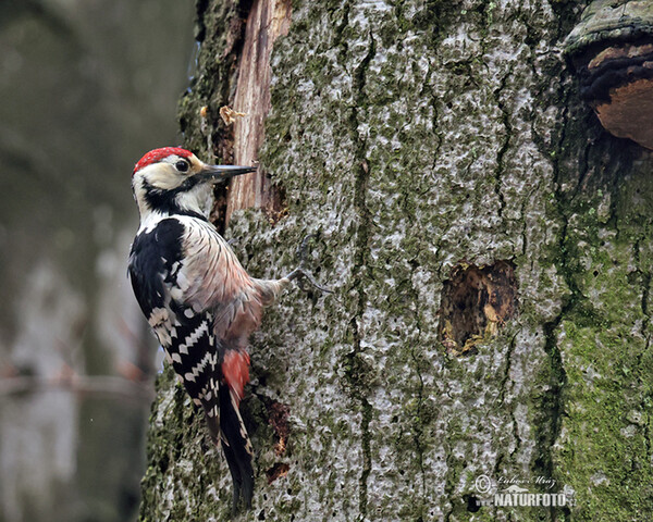 Strakapoud bělohřbetý (Dendrocopos leucotos)