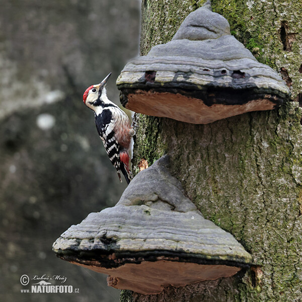 Strakapoud bělohřbetý (Dendrocopos leucotos)