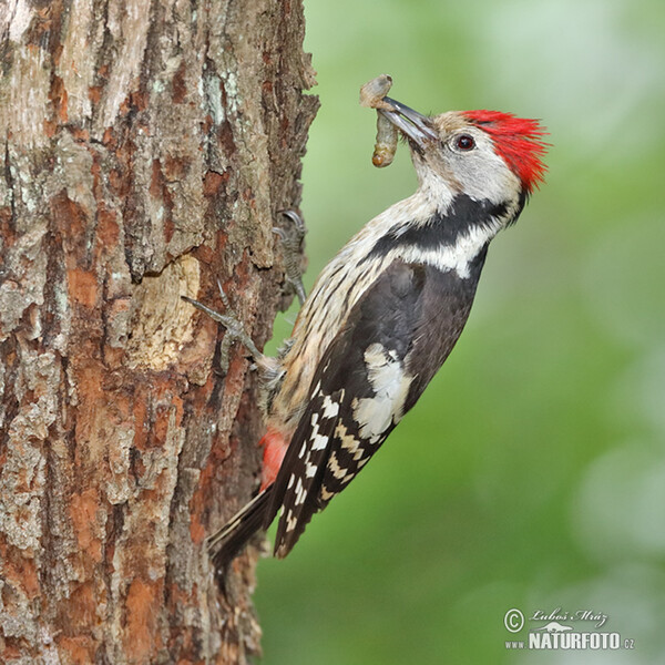 Strakapoud prostřední (Dendrocopos medius)